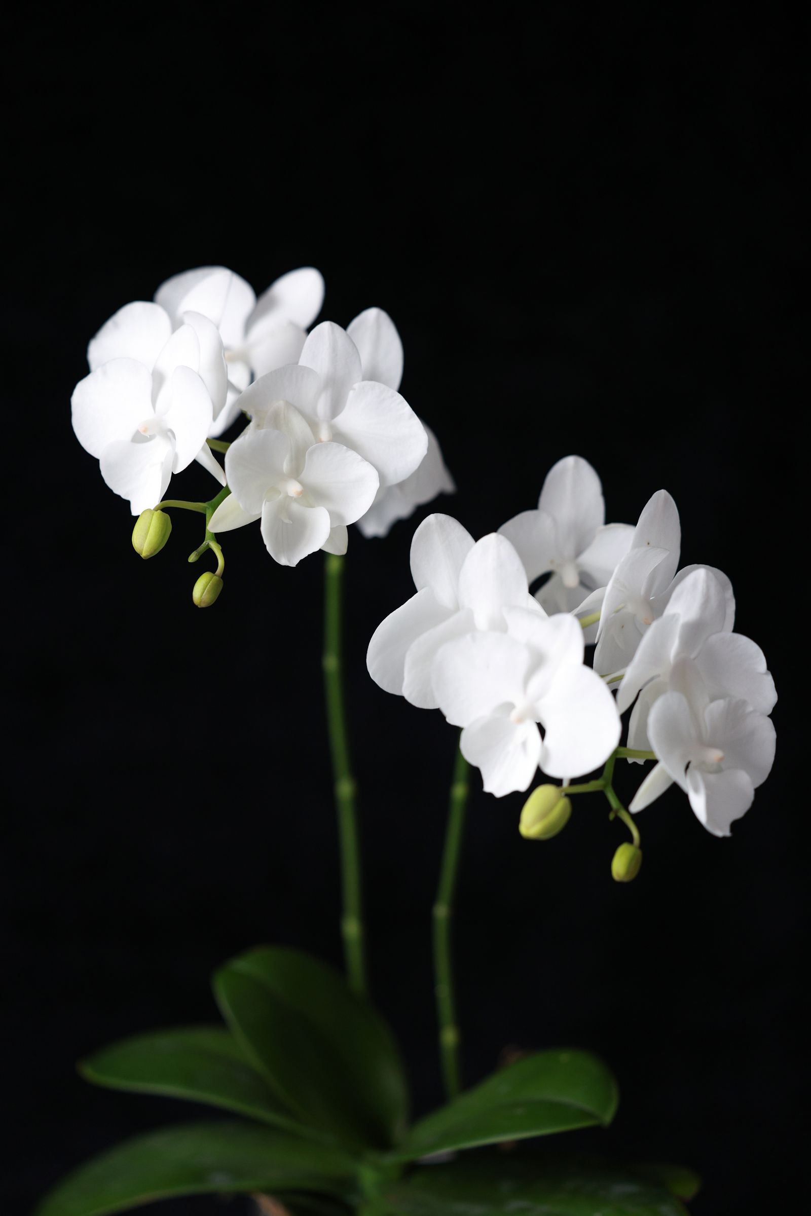 Luxury floral arrangement on yacht deck &mdash; provisioning service